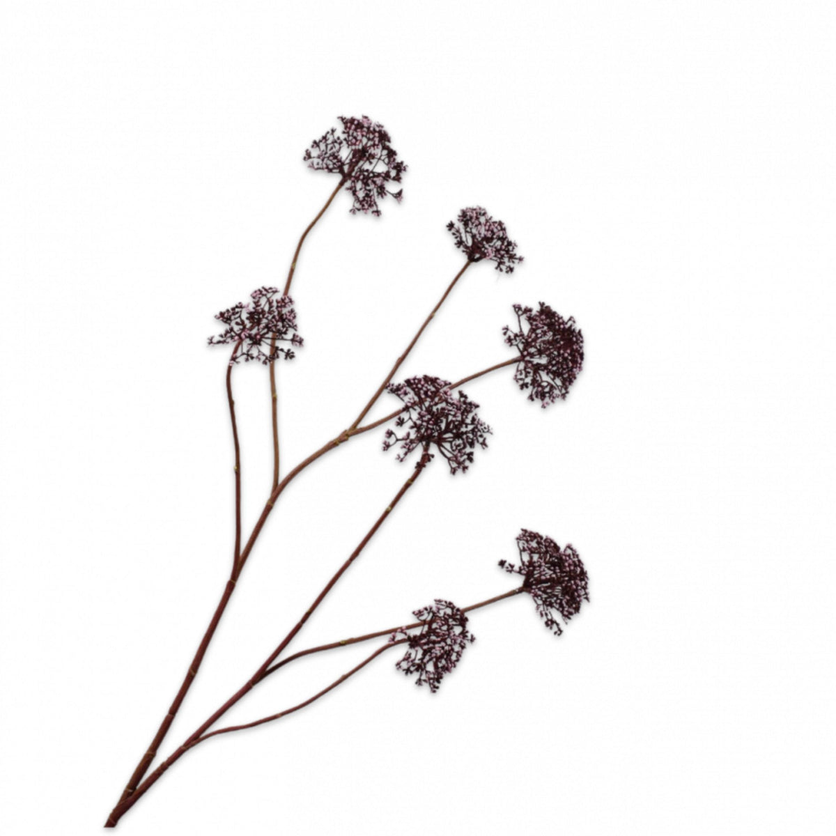 Dill Zweig - bordeaux