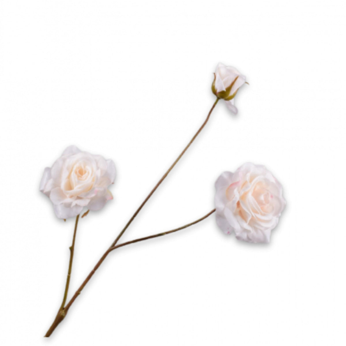 Rosenzweig - creme - 67cm