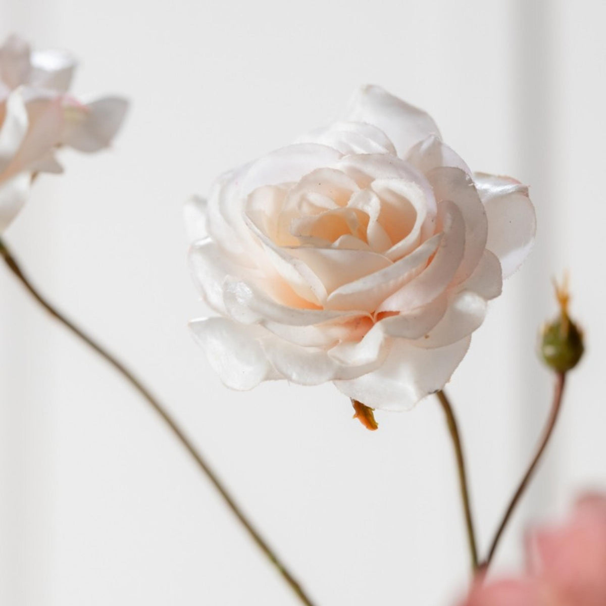 Rosenzweig - creme - 67cm