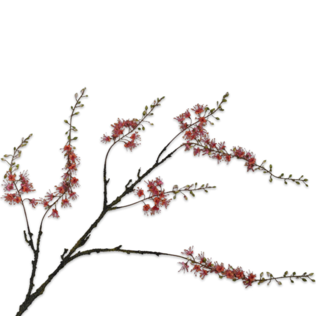 Silk-ka Capparis Zweig
