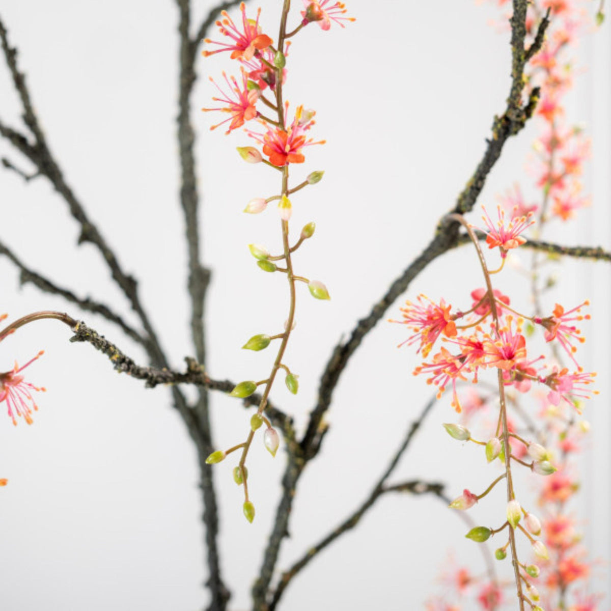 Silk-ka Capparis Zweig